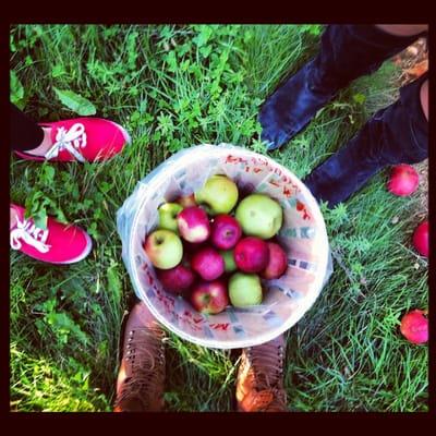 Barrel of apples