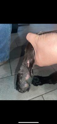 Wound on my dogs paw