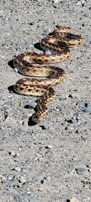 Gopher Snake in the Road