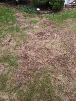 How would you like your lawn to look like this??? Horrible isn't it?