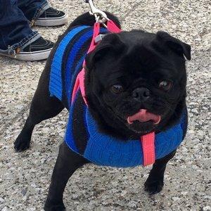 Pug, Xena, fully healed from a Corneal Ulcer!