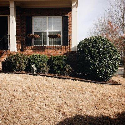 after cleaning out bed, trimming hedges mulching and edging to define the bed.