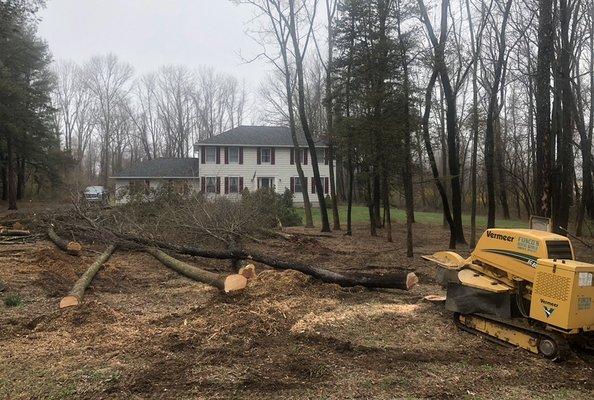 Tree removal and stump grinding