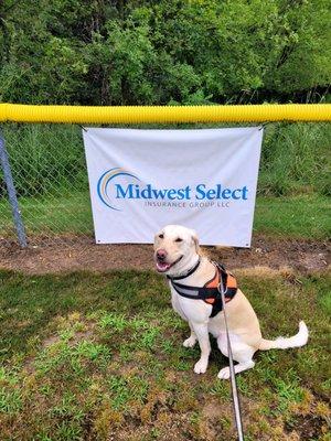 Yellow lab smiling in front of Midwest Select sponsorship flag at the Fairfax Baseball Fields in Eau Claire, WI.