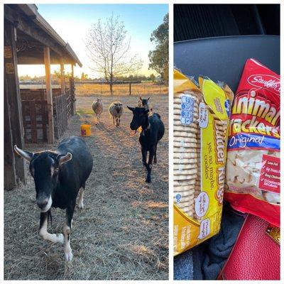 Cookies from Dollar Tree, for my goats and sheep friends.