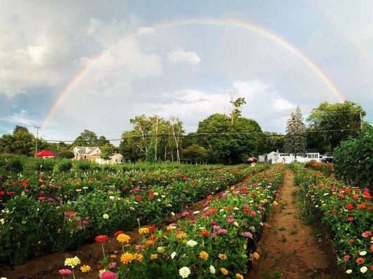 Summer nights in the flower field.