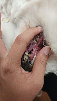 My dog teeth before the treatment