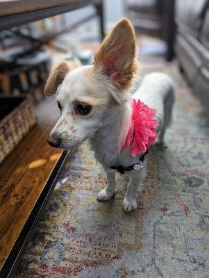 My little Lilly after having her nails trimmed and ears cleaned up.