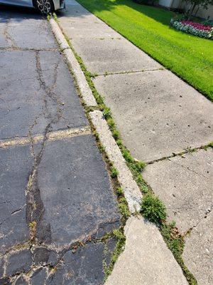 Weeds lining sidewalk