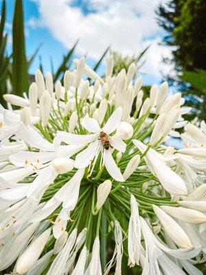 Flowers everywhere