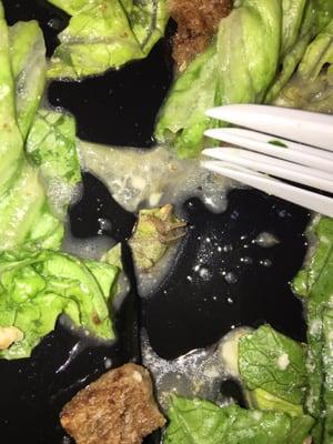 Here is the bug that was in my salad. Again, do not eat here.