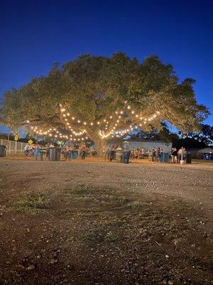 Outdoor dining area under that beautiful live oak.