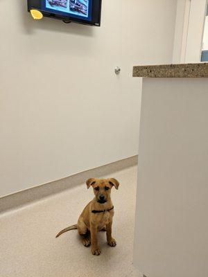 Steven's first vet visit!