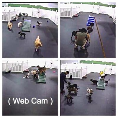 Some clips of the "Small Dog" play room from the live web cam.