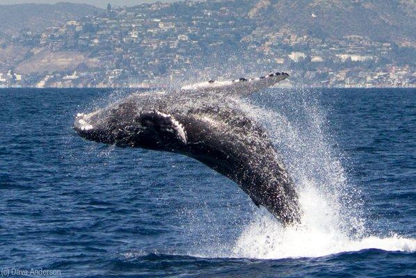 Breaching humpback whale shows off acrobatic skills during Captain Dave's Whale Watching Safari