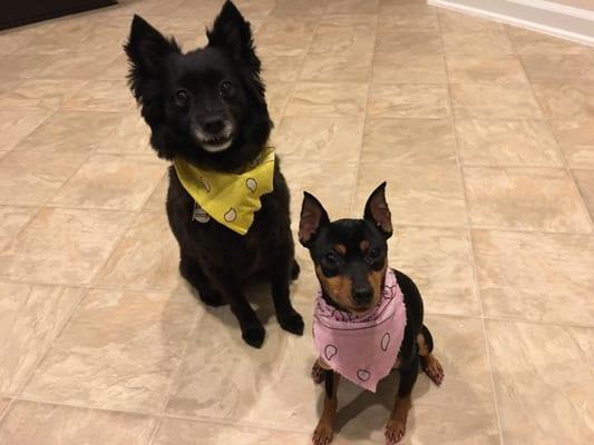 Our dogs look and smell amazing!! Look at the Min Pin's toe nails!! Pink for Valentine's Day! I love it!