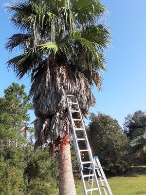 Tree Trimming