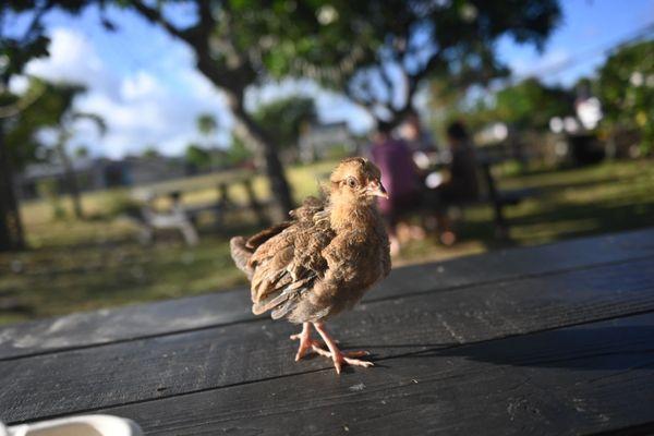 Fillo’s Kauai