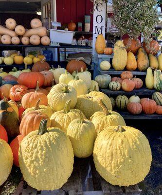 Pumpkins