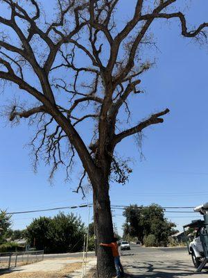 Kings County Trees