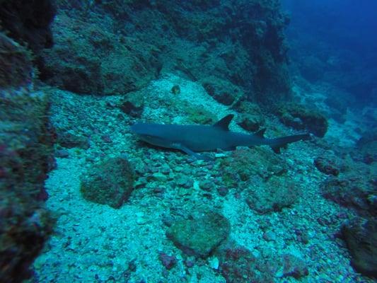 Black tip shark, Coco's Island