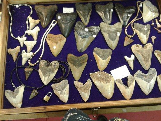 Fossil Shark Teeth