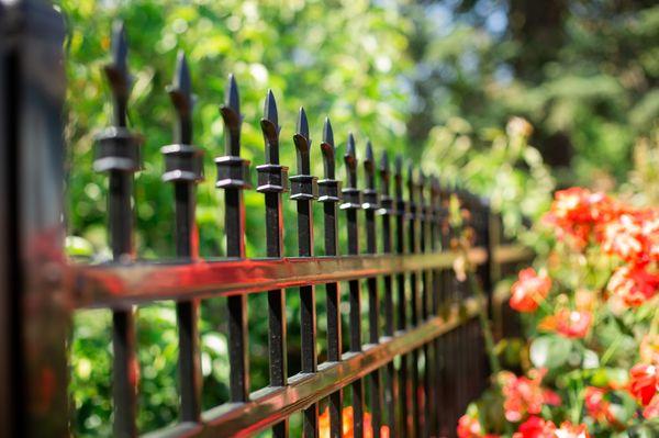 Classic ornamental fencing with added elegance from our client's roses!