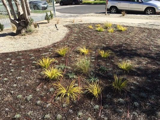 Drip system & drought tolerant plants. Sustainable landscaping Manhattan Beach garden work Hermosa Beach.