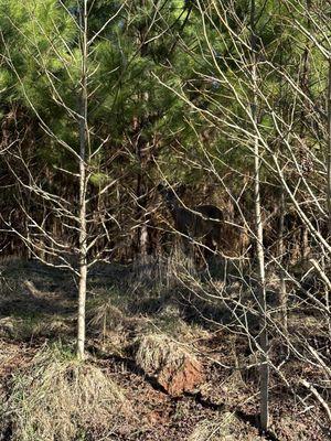 Deer hiding behind trees