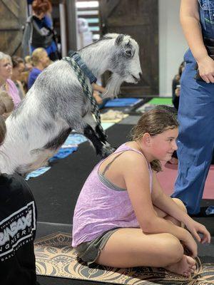 Goats are fun!