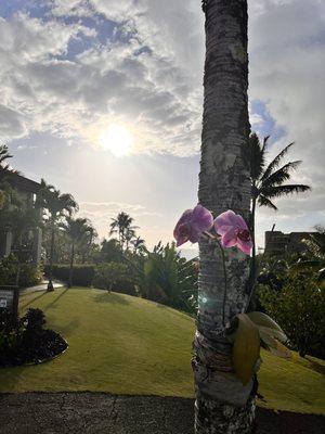 Orchids on the trees