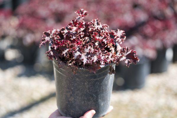 Purple Petticoats Coral Bells