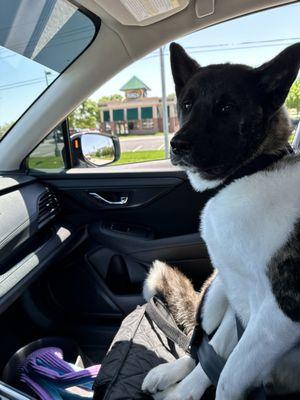 Service Dog Hatchi