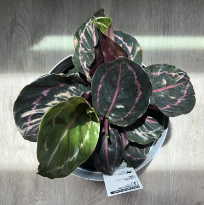 Calathea Dottie - $16.98.