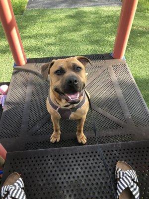 Miss Cher Bear loving the playscape!