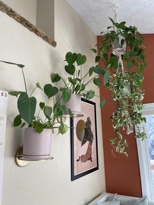 Plants, macrame,