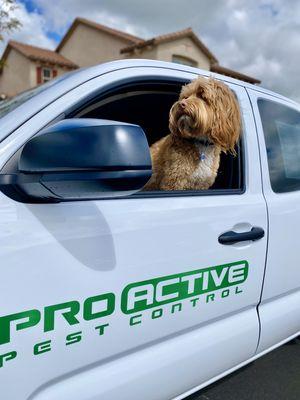 Pro Active Pest Control