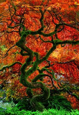 Peter Lik - Infinity Tree