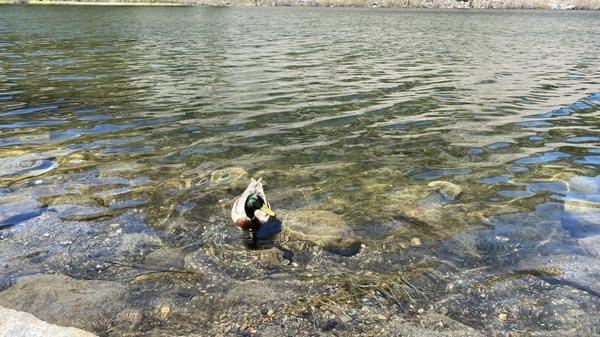 My New Friend Mr. Ducky in Mammoth Mountain.