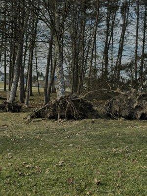 Trees removed by Monster Tree Service in Rochester, NY.