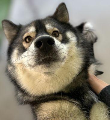 Pomeranian x Husky Mix