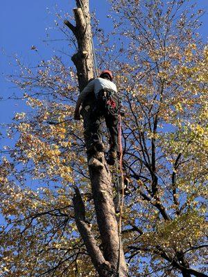 The best tree guys in town!