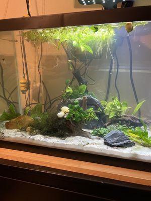 Tank setup