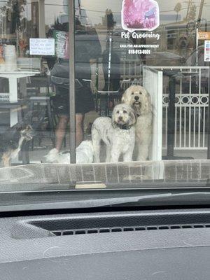 Pups happy and waiting for me to come get them