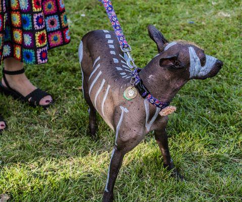 Xolo, Mexican Hairless pup. He had fun at Day of the Dead.