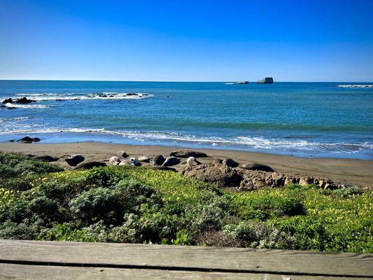 Elephant Seal Vista Point