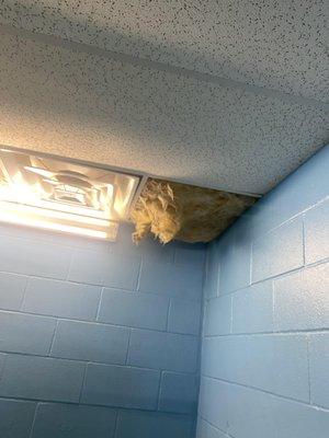 Ceiling falling into a dorm where dogs sleep;