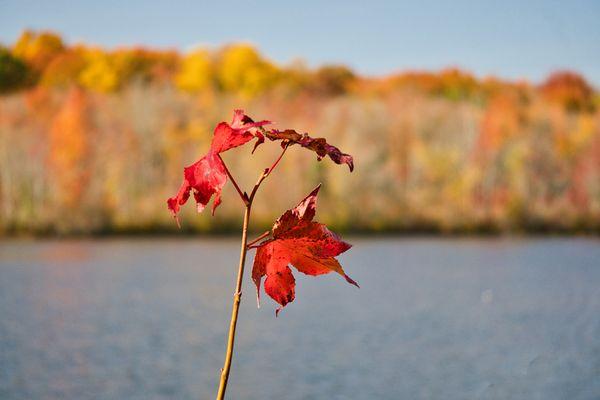 Plainsboro Preserve