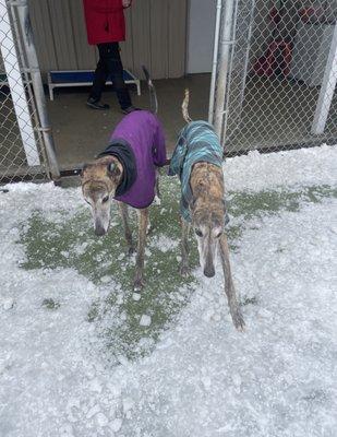 Our pups head out to the play yard in December.