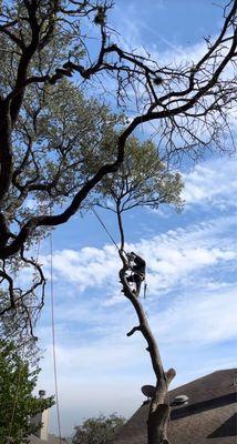 Metropolitan Tree Services